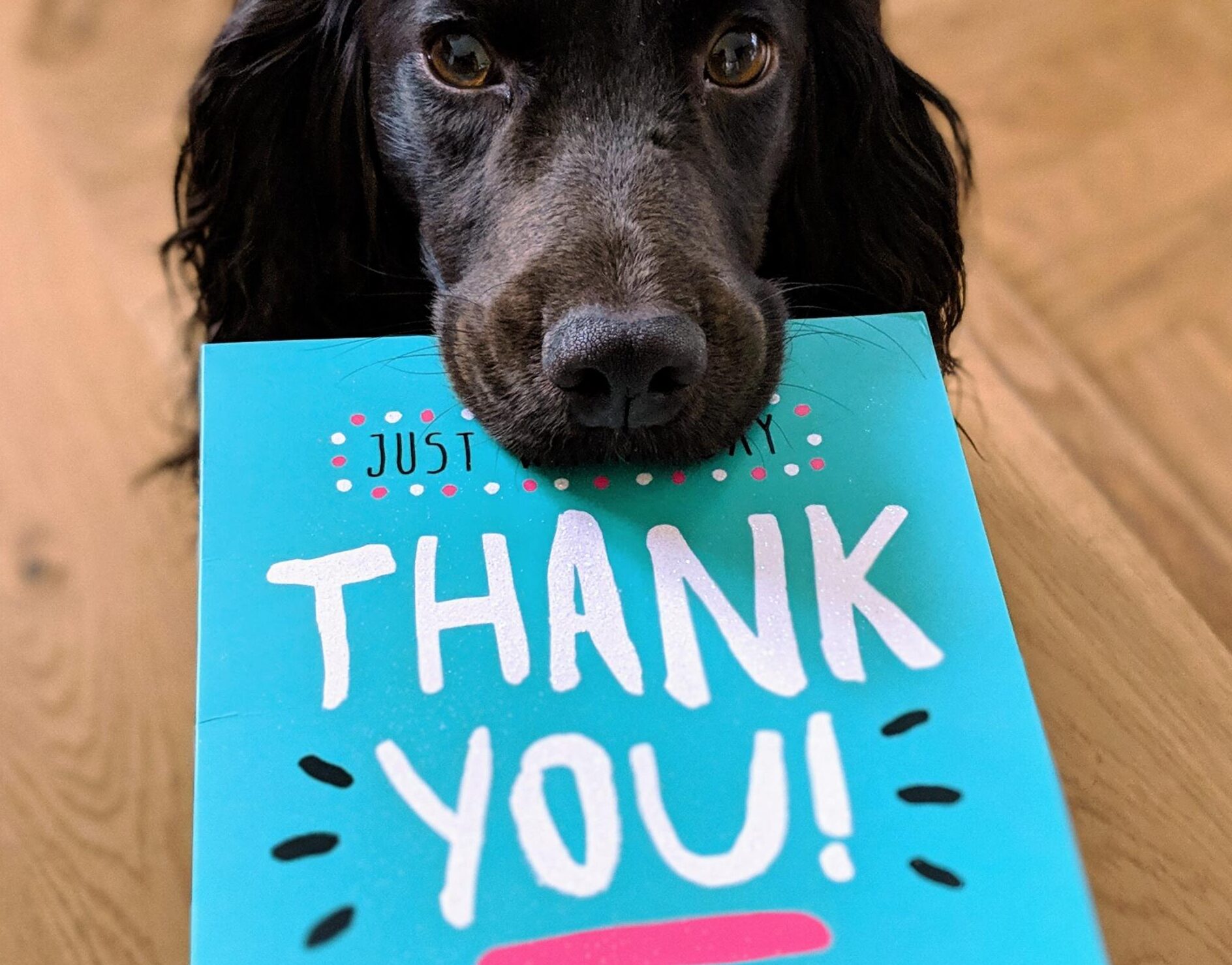 A dog with a thank you card on his mouth.