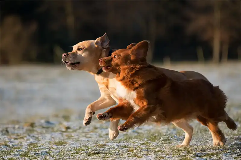 Two dogs running under the sunset.