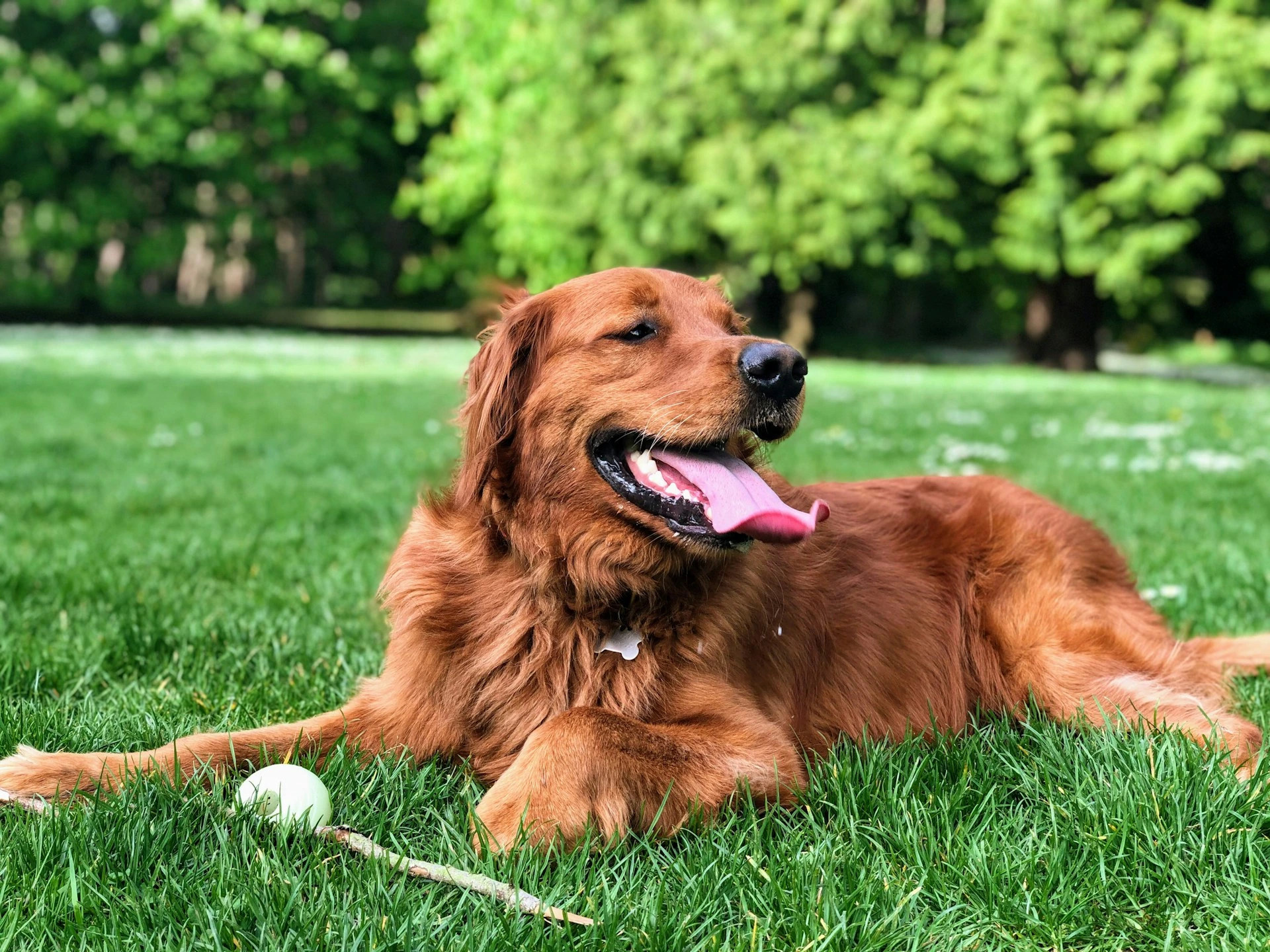 Golden retriever lying on green grass in a park with its tongue out and a ball nearby.