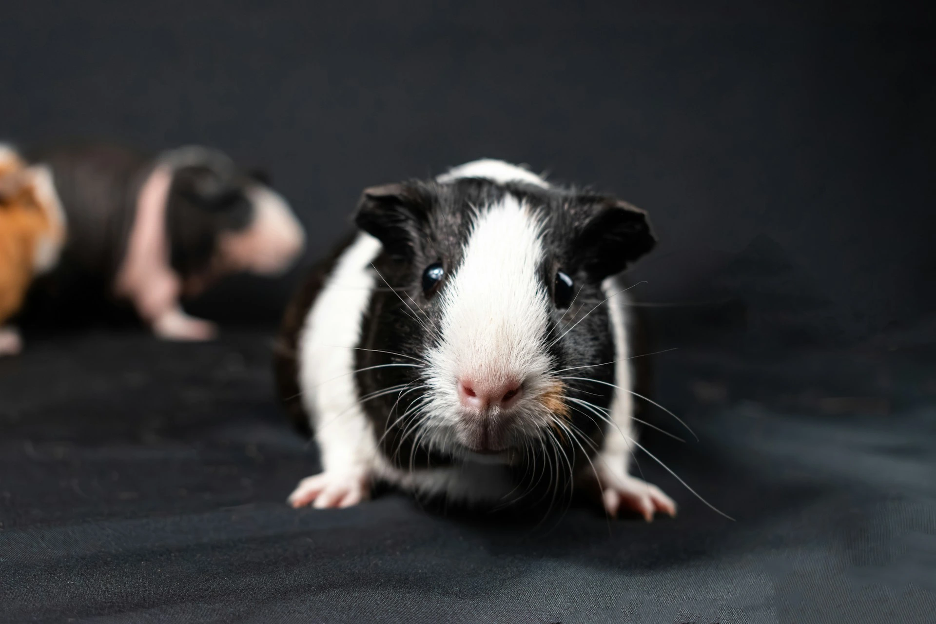 Close-up of a black-and-white guinea pig on a dark background.
