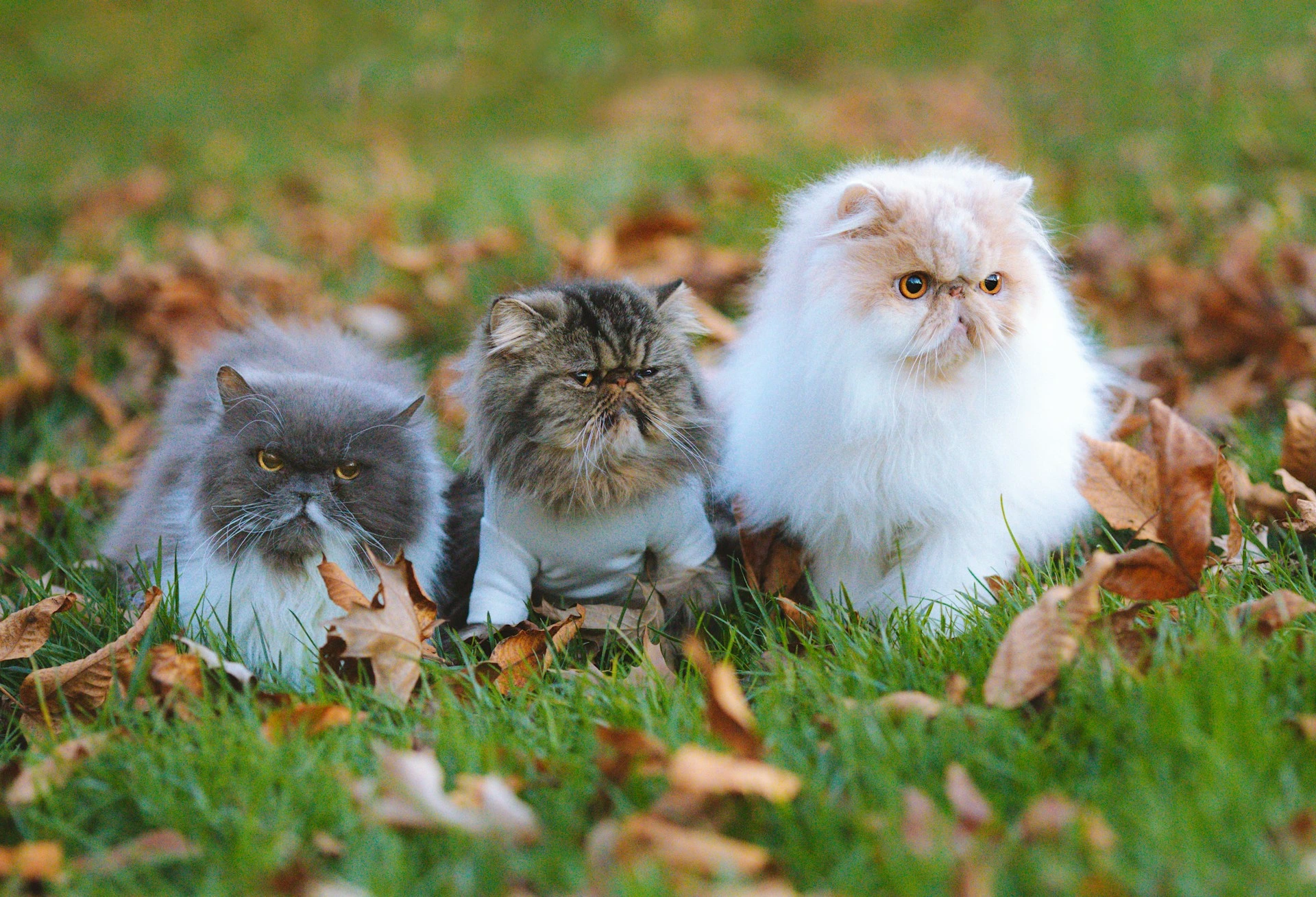Three fluffy cats sitting on grass among fallen autumn leaves.