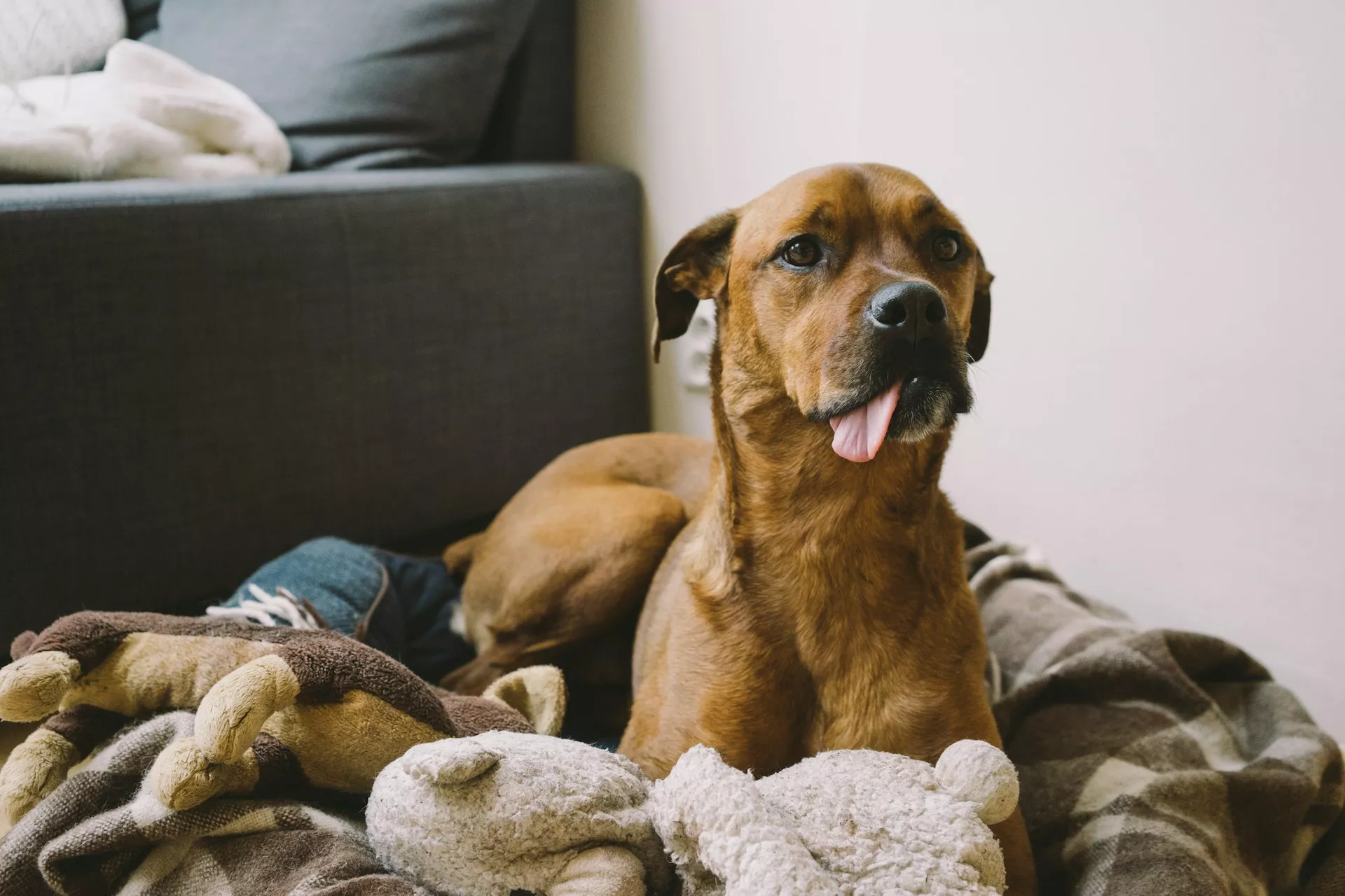 Brown dog lying on blankets indoors with its tongue slightly sticking out.